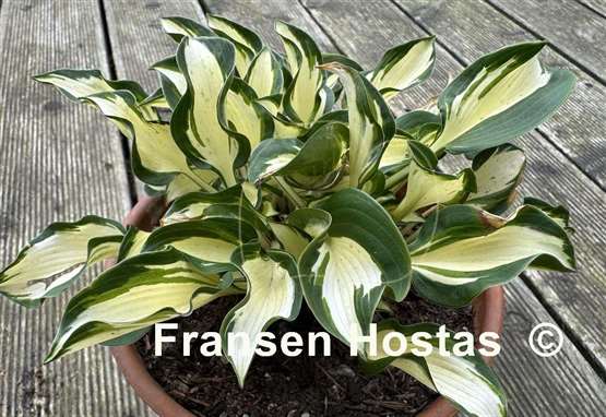 Hosta Ruffled Pole Mouse